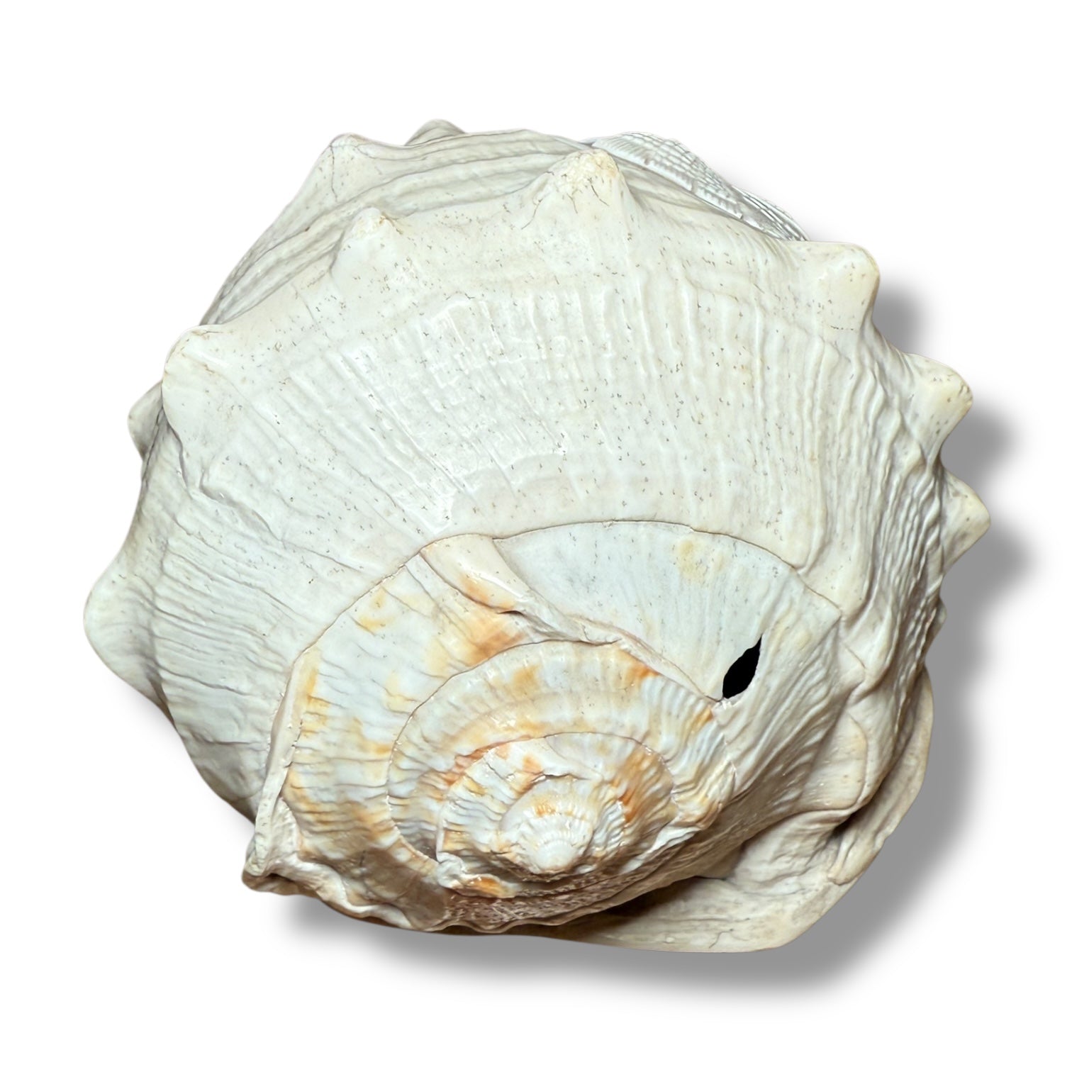 Antique Shell Cameo – Twin Warriors in Classical Revival Style