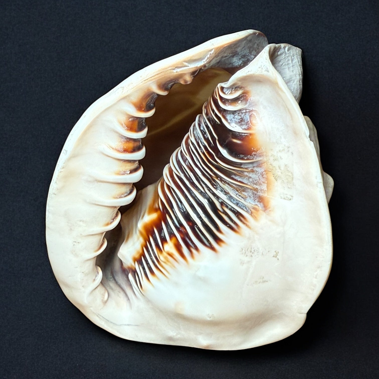 Antique Shell Cameo – Twin Warriors in Classical Revival Style