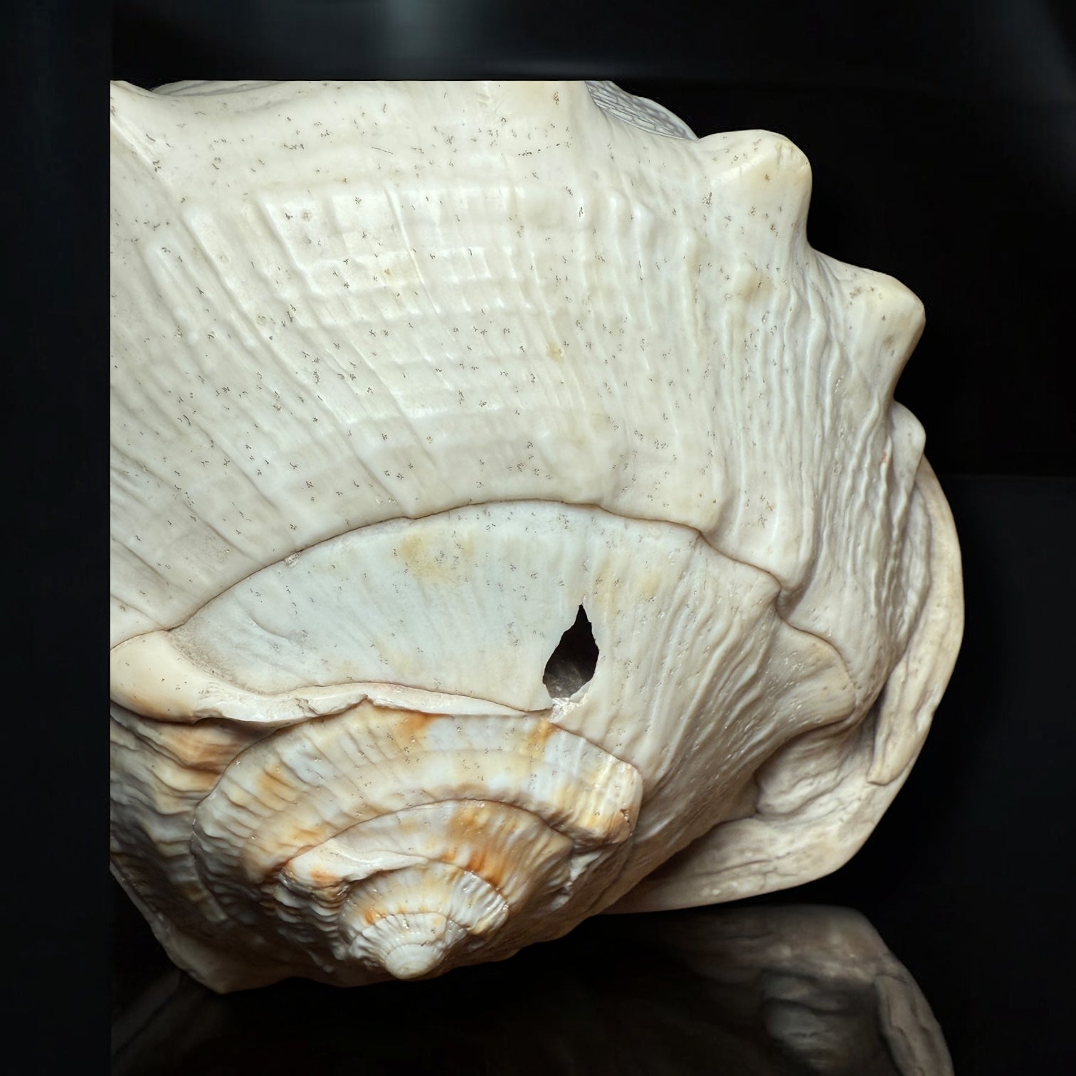 Antique Shell Cameo – Twin Warriors in Classical Revival Style