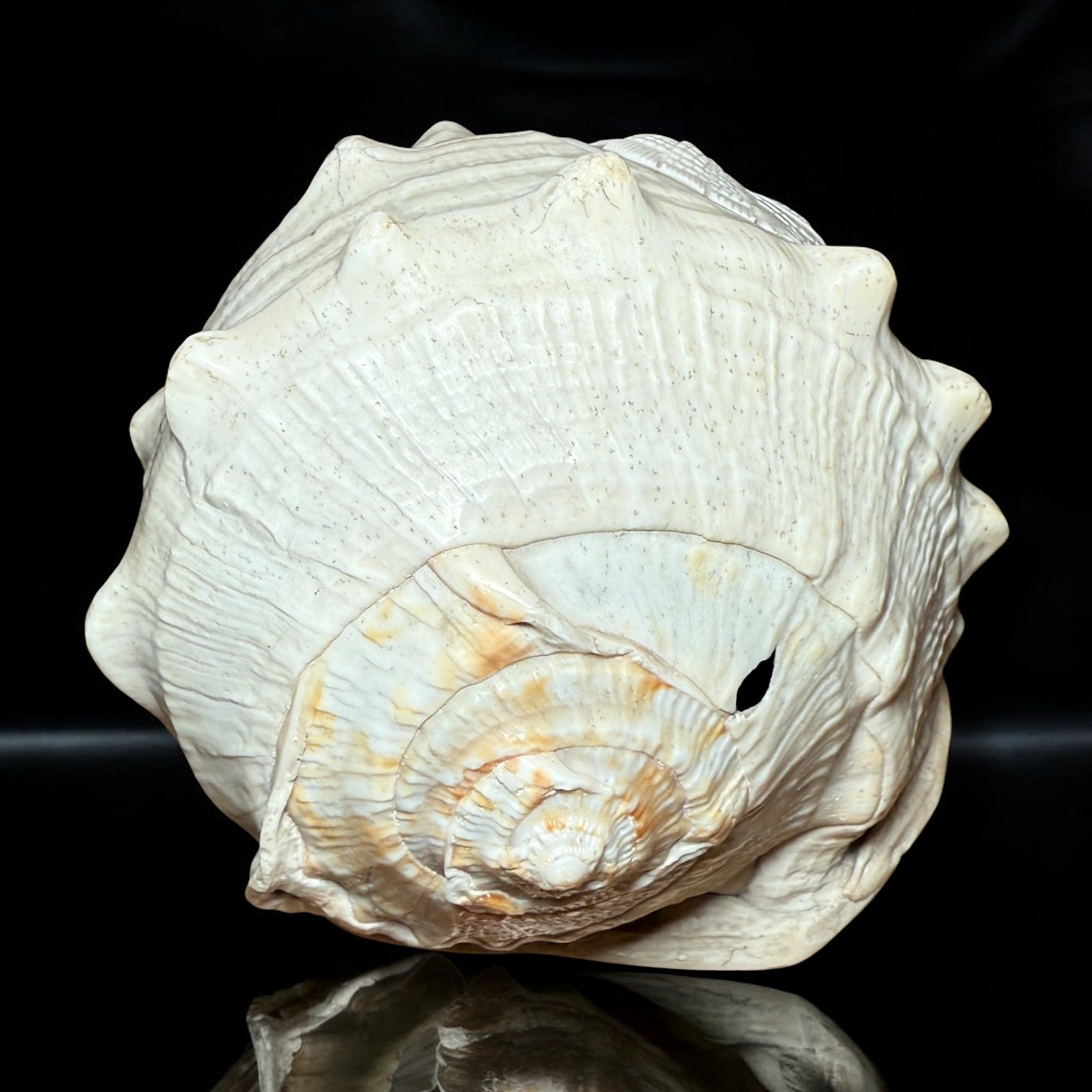 Antique Shell Cameo – Twin Warriors in Classical Revival Style