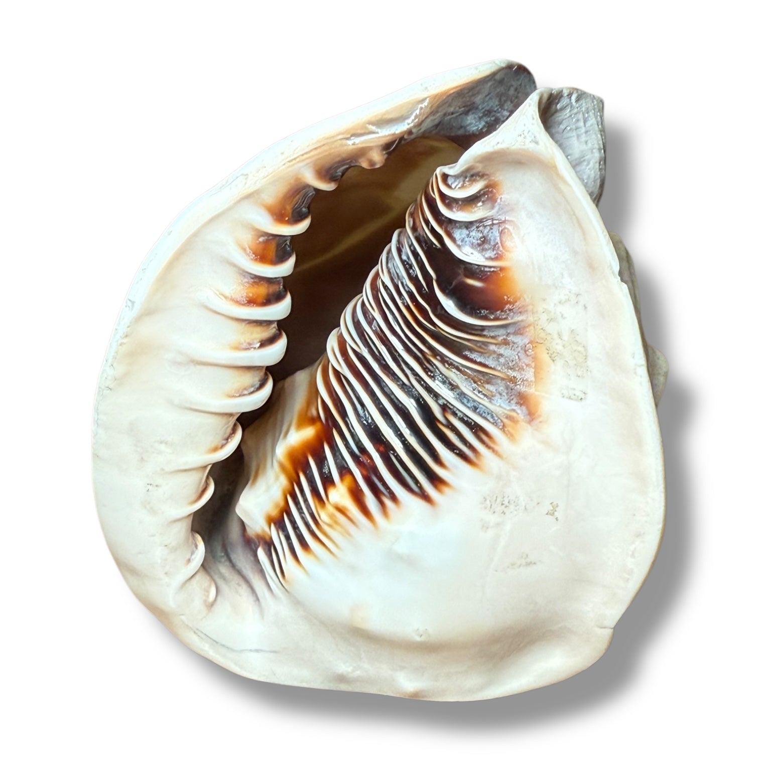 Antique Shell Cameo – Twin Warriors in Classical Revival Style