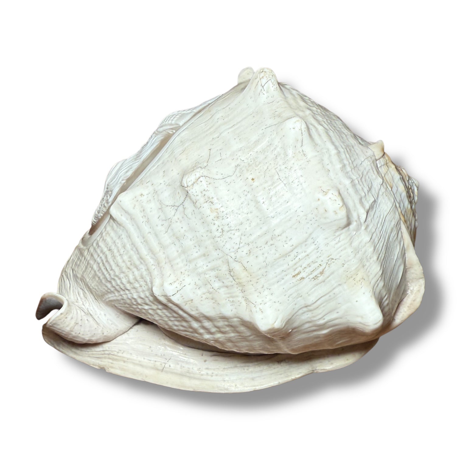 Antique Shell Cameo – Twin Warriors in Classical Revival Style