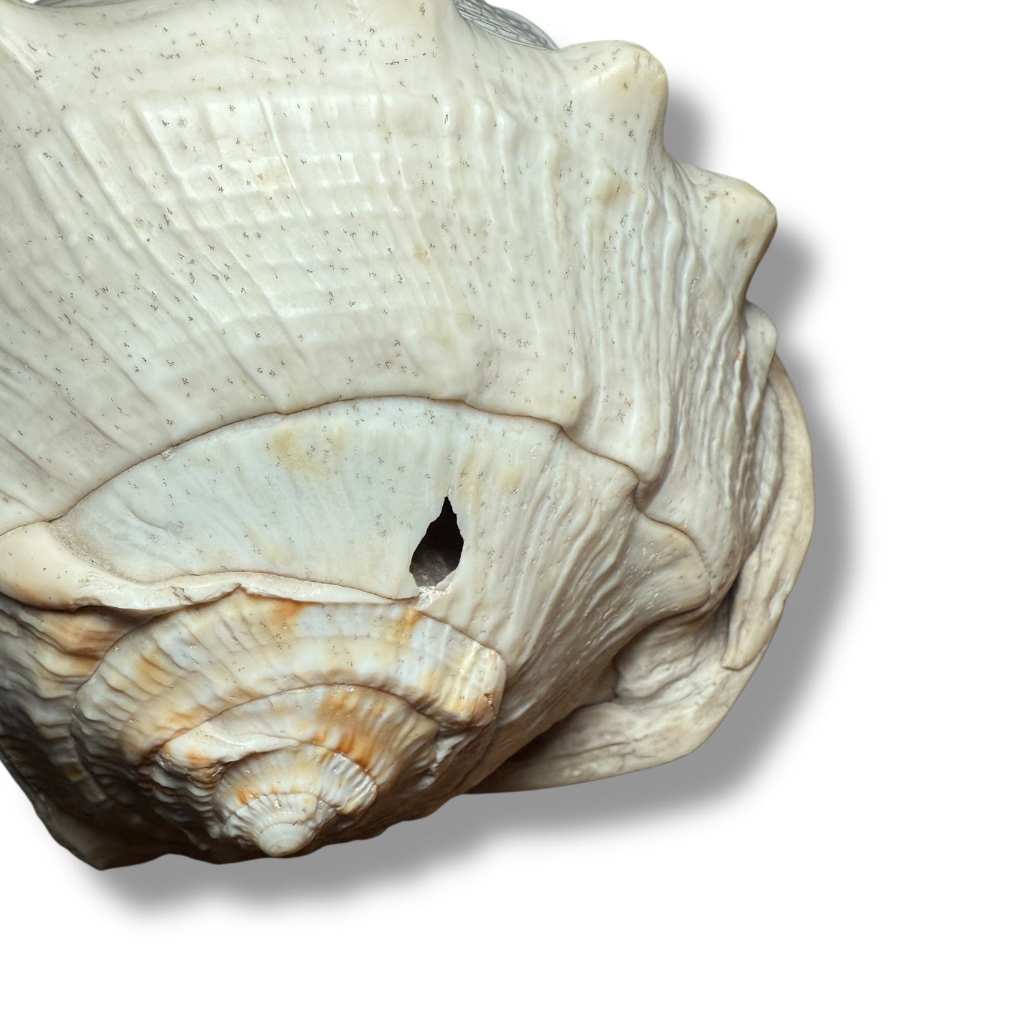 Antique Shell Cameo – Twin Warriors in Classical Revival Style