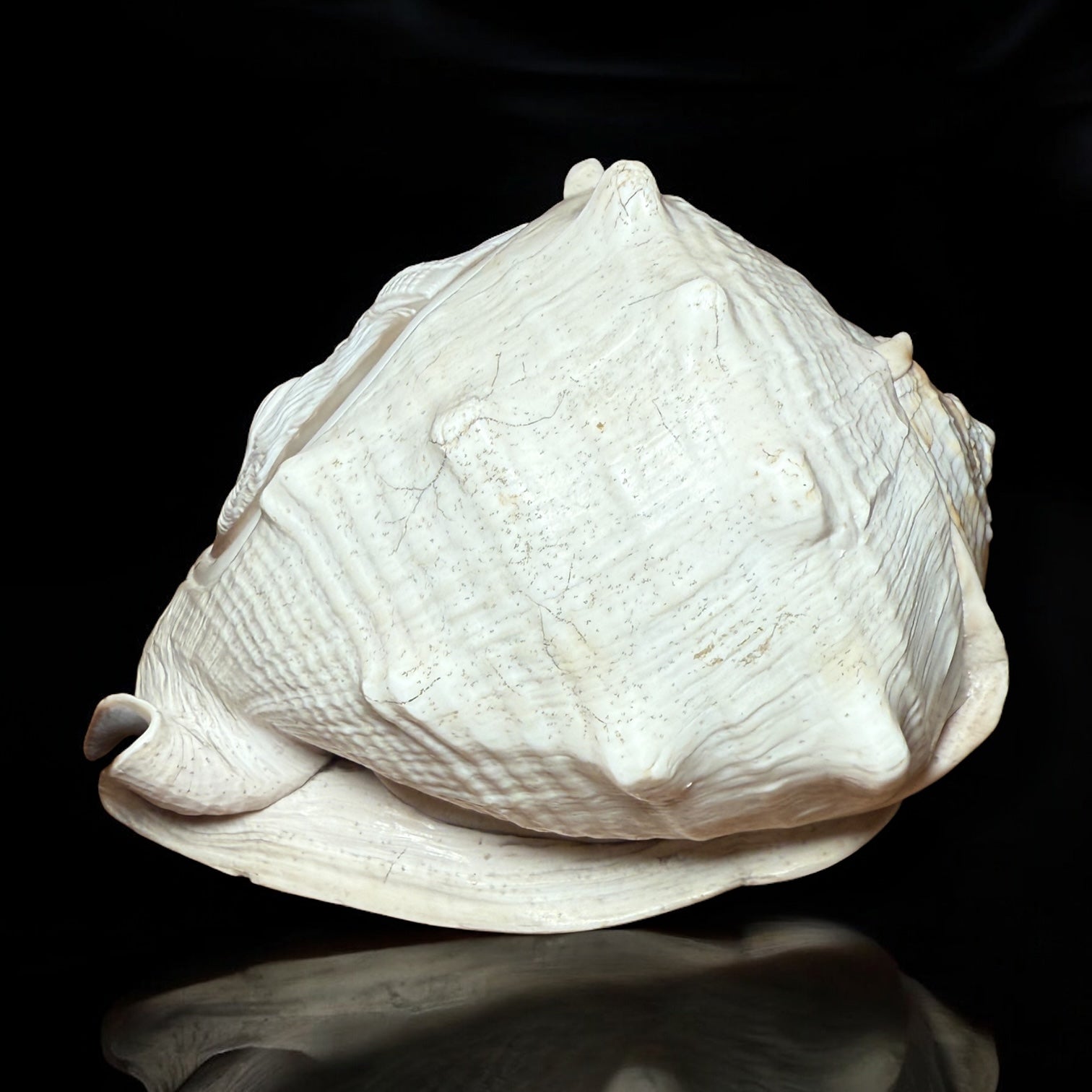 Antique Shell Cameo – Twin Warriors in Classical Revival Style